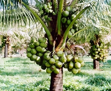 Semi-Dwarf Coconut