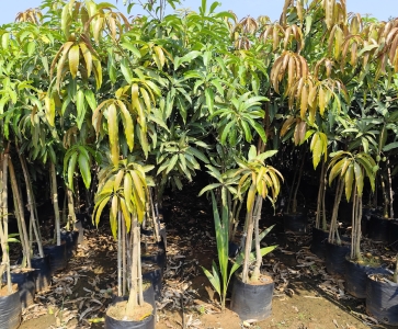 Mango Plants