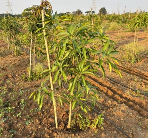 Mango Plants