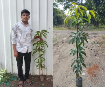 Mango Plants