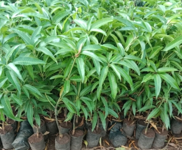 Mango Plants