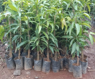 Mango Plants