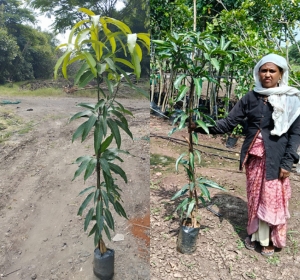 Mango Plants